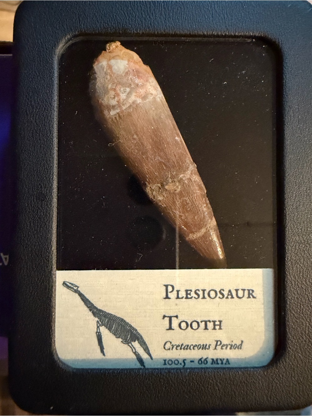 Large Authentic Plesiosaur Tooth in Display Case. CHEAP OPPORTUNITY